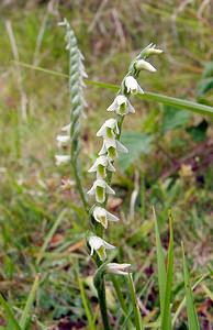 Spiranthes spiralis (Orchidaceae)  - Spiranthe d'automne, Spiranthe spiralée - Autumn Lady's-tresses Pas-de-Calais [France] 17/08/2003 - 80m