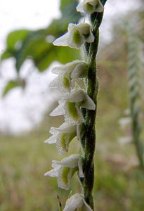 Spiranthes spiralis (Orchidaceae)  - Spiranthe d'automne, Spiranthe spiralée - Autumn Lady's-tresses Pas-de-Calais [France] 17/08/2003 - 80m