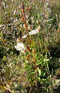 Parnassia palustris (Celastraceae)  - Parnassie des marais, Hépatique blanche - Grass-of-Parnassus Nord [France] 11/10/2003 - 10m