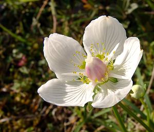 Parnassia palustris (Celastraceae)  - Parnassie des marais, Hépatique blanche - Grass-of-Parnassus Nord [France] 11/10/2003 - 10m