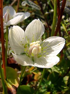 Parnassia palustris (Celastraceae)  - Parnassie des marais, Hépatique blanche - Grass-of-Parnassus Nord [France] 11/10/2003 - 10m