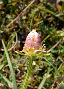 Parnassia palustris (Celastraceae)  - Parnassie des marais, Hépatique blanche - Grass-of-Parnassus Nord [France] 11/10/2003 - 10m