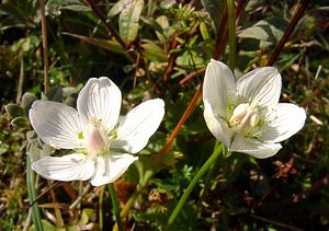 Parnassia palustris (Celastraceae)  - Parnassie des marais, Hépatique blanche - Grass-of-Parnassus Nord [France] 11/10/2003 - 10m