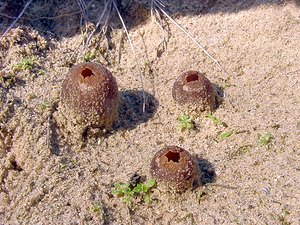 Peziza ammophila (Pezizaceae)  - Dune Cup Nord [France] 11/10/2003 - 10m