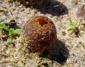 Peziza ammophila (Pezizaceae)  - Dune Cup Nord [France] 11/10/2003 - 10m