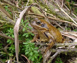 Rana temporaria (Ranidae)  - Grenouille rousse - Grass Frog Pas-de-Calais [France] 14/02/2004 - 20m