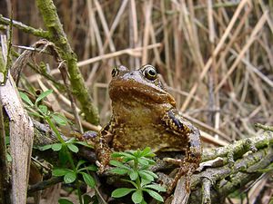 Rana temporaria (Ranidae)  - Grenouille rousse - Grass Frog Pas-de-Calais [France] 14/02/2004 - 20m