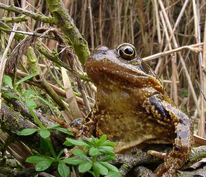 Rana temporaria (Ranidae)  - Grenouille rousse - Grass Frog Pas-de-Calais [France] 14/02/2004 - 20m