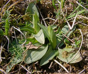 Ophrys fuciflora (Orchidaceae)  - Ophrys bourdon, Ophrys frelon - Late Spider-orchid Aisne [France] 27/03/2004 - 190m