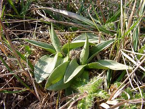 Ophrys fuciflora (Orchidaceae)  - Ophrys bourdon, Ophrys frelon - Late Spider-orchid Aisne [France] 27/03/2004 - 190m