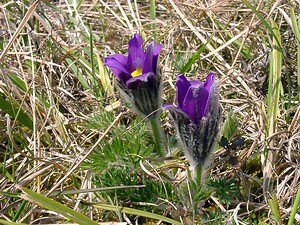 Pulsatilla vulgaris (Ranunculaceae)  - Pulsatille commune, Anémone pulsatille - Pasqueflower Aisne [France] 27/03/2004 - 190m
