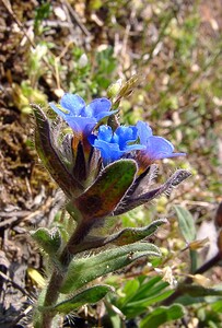 Aegonychon purpurocaeruleum (Boraginaceae)  - Fausse buglosse pourpre bleu, Grémil pourpre bleu, Thé d'Europe Herault [France] 21/04/2004 - 250m