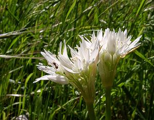 Allium ursinum (Amaryllidaceae)  - Ail des ours, Ail à larges feuilles - Ramsons Herault [France] 26/04/2004 - 290m