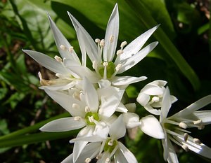 Allium ursinum (Amaryllidaceae)  - Ail des ours, Ail à larges feuilles - Ramsons Herault [France] 26/04/2004 - 290m