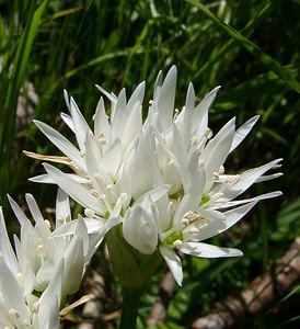 Allium ursinum (Amaryllidaceae)  - Ail des ours, Ail à larges feuilles - Ramsons Herault [France] 26/04/2004 - 290m