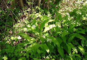 Allium ursinum (Amaryllidaceae)  - Ail des ours, Ail à larges feuilles - Ramsons Herault [France] 26/04/2004 - 290m