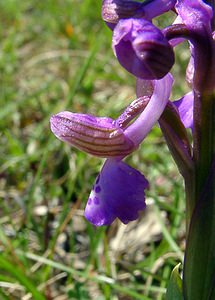 Anacamptis morio (Orchidaceae)  - Anacamptide bouffon, Orchis bouffon Aude [France] 24/04/2004 - 430m