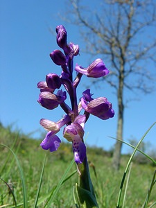 Anacamptis morio (Orchidaceae)  - Anacamptide bouffon, Orchis bouffon Aude [France] 24/04/2004 - 430m