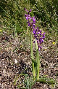 Anacamptis morio (Orchidaceae)  - Anacamptide bouffon, Orchis bouffon Herault [France] 26/04/2004 - 430m