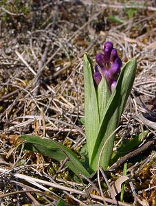 Anacamptis morio (Orchidaceae)  - Anacamptide bouffon, Orchis bouffon Herault [France] 26/04/2004 - 430m