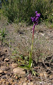 Anacamptis morio (Orchidaceae)  - Anacamptide bouffon, Orchis bouffon Herault [France] 26/04/2004 - 430m