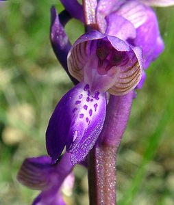 Anacamptis morio (Orchidaceae)  - Anacamptide bouffon, Orchis bouffon Herault [France] 26/04/2004 - 430m