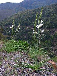 Anthericum liliago (Asparagaceae)  - Phalangère à fleurs de lis, Phalangère petit-lis, Bâton de Saint Joseph, Anthéricum à fleurs de Lis Gard [France] 28/04/2004 - 450m