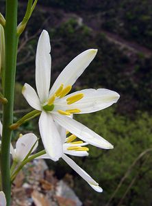 Anthericum liliago (Asparagaceae)  - Phalangère à fleurs de lis, Phalangère petit-lis, Bâton de Saint Joseph, Anthéricum à fleurs de Lis Gard [France] 28/04/2004 - 450m