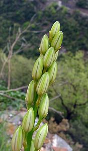 Anthericum liliago (Asparagaceae)  - Phalangère à fleurs de lis, Phalangère petit-lis, Bâton de Saint Joseph, Anthéricum à fleurs de Lis Gard [France] 28/04/2004 - 450m