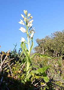 Cephalanthera longifolia (Orchidaceae)  - Céphalanthère à feuilles longues, Céphalanthère à longues feuilles, Céphalanthère à feuilles en épée - Narrow-leaved Helleborine Aude [France] 24/04/2004 - 300m