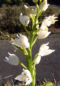 Cephalanthera longifolia (Orchidaceae)  - Céphalanthère à feuilles longues, Céphalanthère à longues feuilles, Céphalanthère à feuilles en épée - Narrow-leaved Helleborine Aude [France] 24/04/2004 - 300m