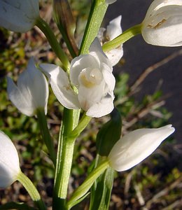 Cephalanthera longifolia (Orchidaceae)  - Céphalanthère à feuilles longues, Céphalanthère à longues feuilles, Céphalanthère à feuilles en épée - Narrow-leaved Helleborine Aude [France] 24/04/2004 - 300m