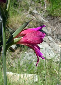 Gladiolus gallaecicus (Iridaceae)  - Glaïeul de Galice Aude [France] 25/04/2004 - 160m