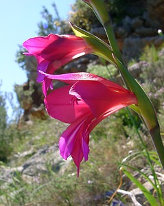 Gladiolus gallaecicus (Iridaceae)  - Glaïeul de Galice Aude [France] 25/04/2004 - 160m