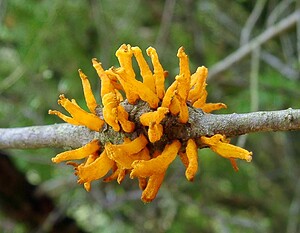 Gymnosporangium clavariiforme (Pucciniaceae)  Pas-de-Calais [France] 04/04/2004 - 90mparasite sur gen?vrier commun