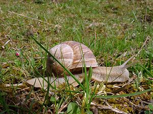 Helix pomatia (Helicidae)  - Escargot de Bourgogne - Roman Snail Pas-de-Calais [France] 04/04/2004 - 90m