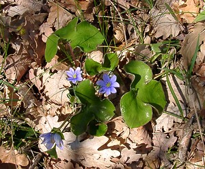 Hepatica nobilis (Ranunculaceae)  - Hépatique à trois lobes, Hépatique noble, Anémone hépatique - Liverleaf Aude [France] 24/04/2004 - 430m