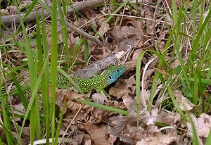 Lacerta bilineata (Lacertidae)  - Lézard à deux raies, Lézard vert occidental - Western Green Lizard Herault [France] 20/04/2004 - 510m