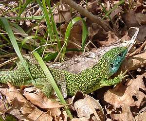 Lacerta bilineata (Lacertidae)  - Lézard à deux raies, Lézard vert occidental - Western Green Lizard Herault [France] 20/04/2004 - 510m