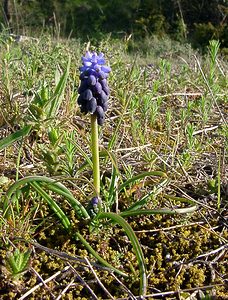 Muscari botryoides (Asparagaceae)  - Muscari fausse botryde, Muscari faux botrys, Muscari botryoïde, Muscari en grappe - Compact Grape-hyacinth Aude [France] 25/04/2004 - 390m