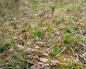 Neottia nidus-avis (Orchidaceae)  - Néottie nid-d'oiseau, Herbe aux vers - Bird's-nest Orchid Aisne [France] 30/04/2004 - 120m