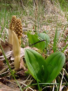 Neottia nidus-avis (Orchidaceae)  - Néottie nid-d'oiseau, Herbe aux vers - Bird's-nest Orchid Aisne [France] 30/04/2004 - 120m