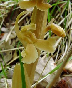 Neottia nidus-avis (Orchidaceae)  - Néottie nid-d'oiseau, Herbe aux vers - Bird's-nest Orchid Aisne [France] 30/04/2004 - 120m