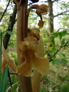 Neottia nidus-avis (Orchidaceae)  - Néottie nid-d'oiseau, Herbe aux vers - Bird's-nest Orchid Aisne [France] 30/04/2004 - 120m