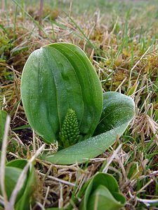 Neottia ovata (Orchidaceae)  - Néottie ovale, Grande Listère, Double-feuille, Listère à feuilles ovales, Listère ovale - Common Twayblade Pas-de-Calais [France] 04/04/2004 - 90m