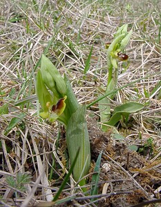 Ophrys araneola sensu auct. plur. (Orchidaceae)  - Ophrys litigieux Marne [France] 03/04/2004 - 170m