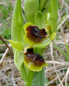 Ophrys araneola sensu auct. plur. (Orchidaceae)  - Ophrys litigieux Marne [France] 03/04/2004 - 170m