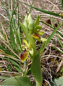 Ophrys araneola sensu auct. plur. (Orchidaceae)  - Ophrys litigieux Marne [France] 03/04/2004 - 170m