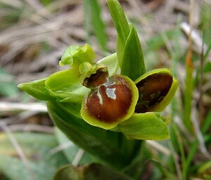 Ophrys araneola sensu auct. plur. (Orchidaceae)  - Ophrys litigieux Marne [France] 03/04/2004 - 170m