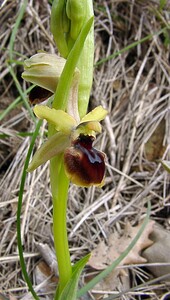 Ophrys araneola sensu auct. plur. (Orchidaceae)  - Ophrys litigieux Herault [France] 20/04/2004 - 400m